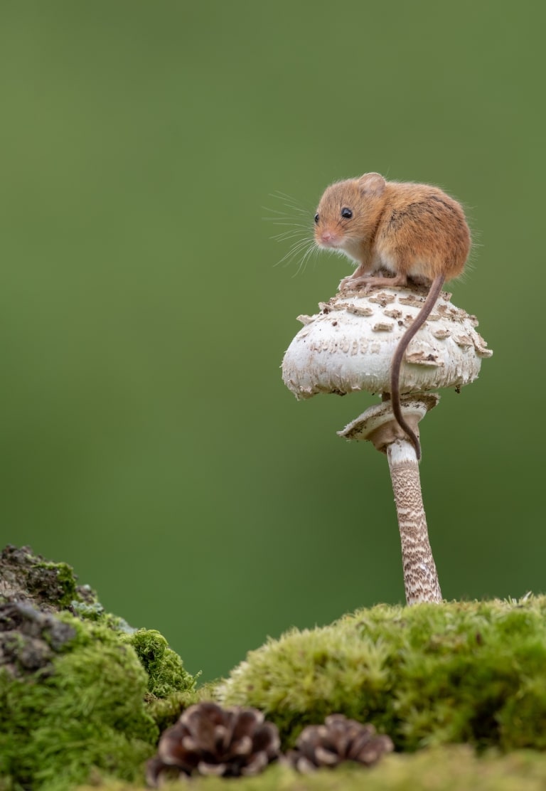 Delightful Photos of Acrobatic Harvest Mice Balancing on Plant Stems