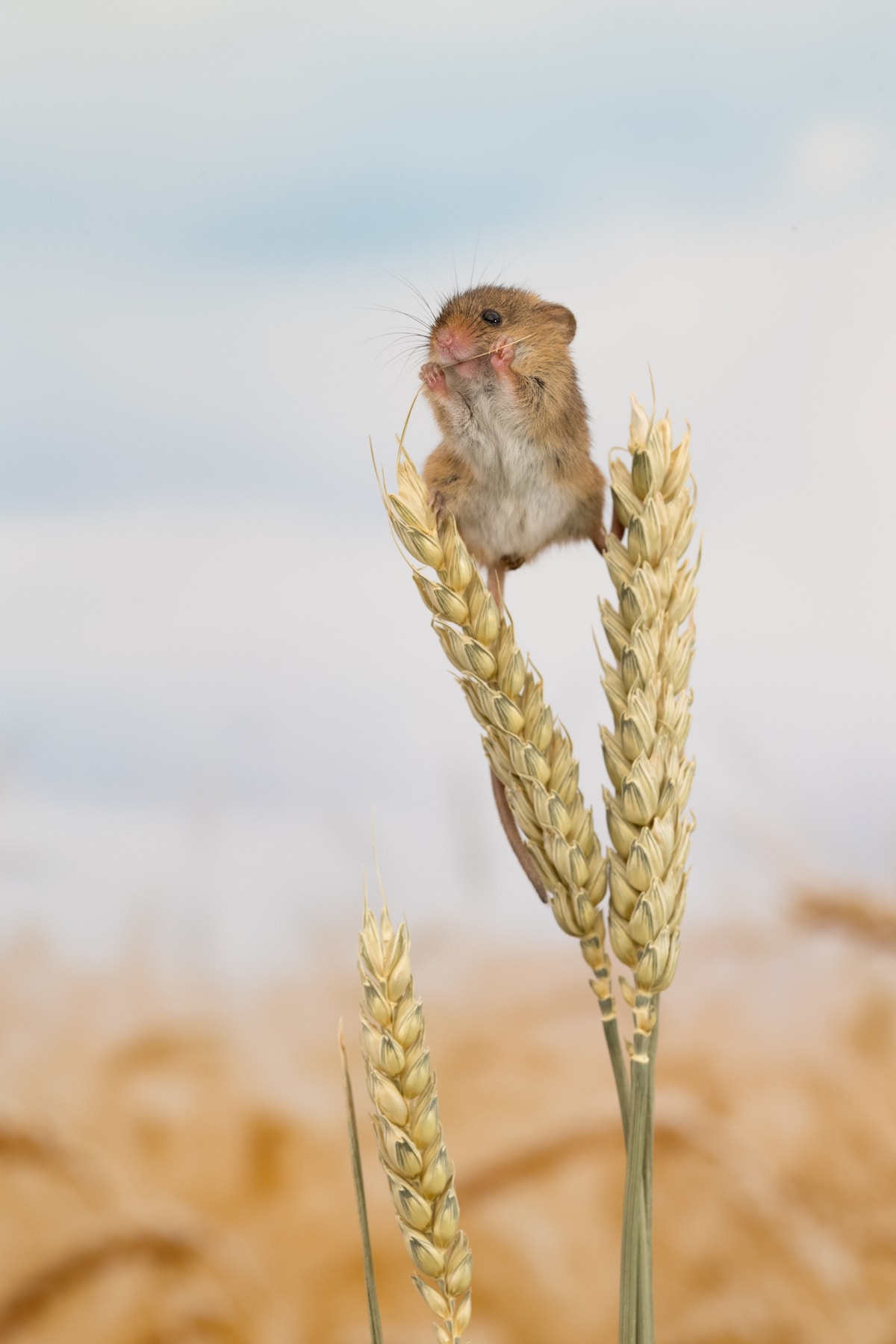 Adorable Photos Of Tiny Harvest Mice Joyfully Playing In Nature Las Vegas Nv