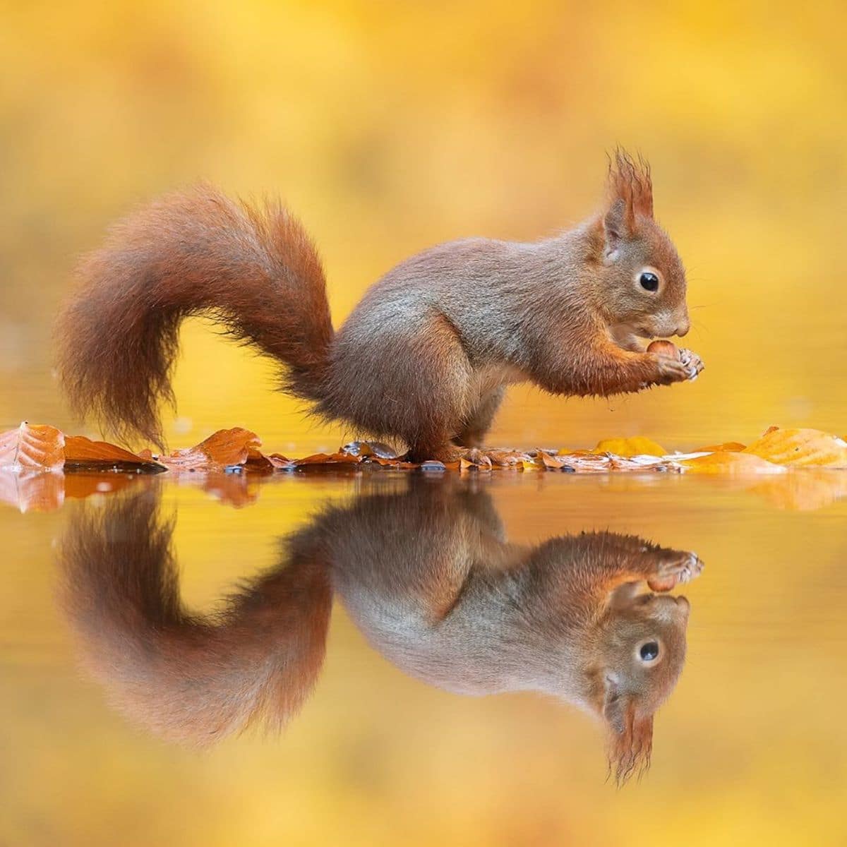 Cute Squirrel Photos by Dick van Duijn