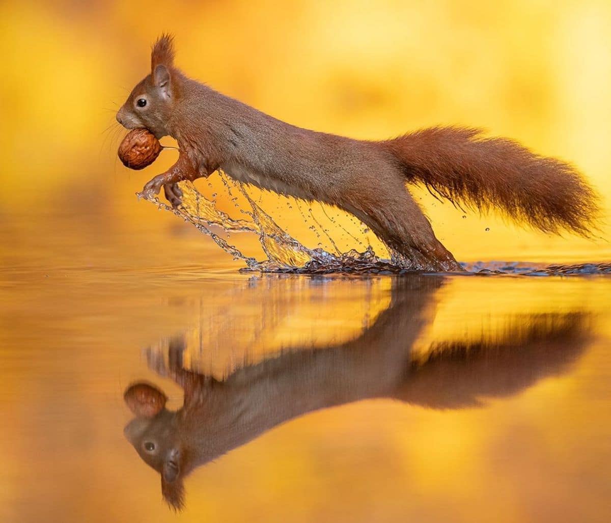 Red Squirrel Photography by Dick van Duijn