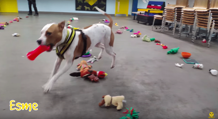 Shelter Dogs in Ireland Pick Their Christmas Gifts
