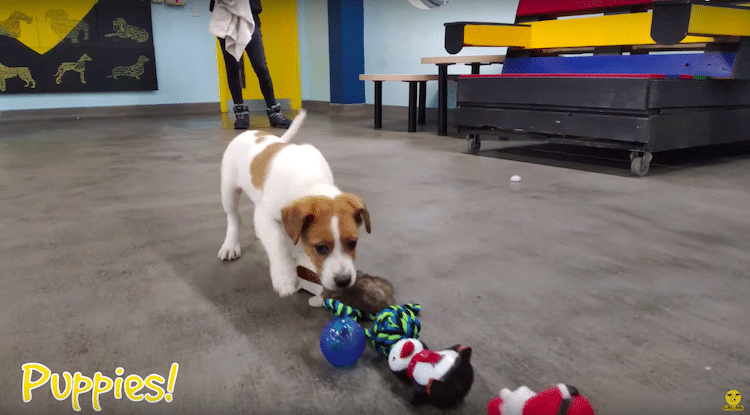 Animal Shelter Gives Dogs Toys for Christmas