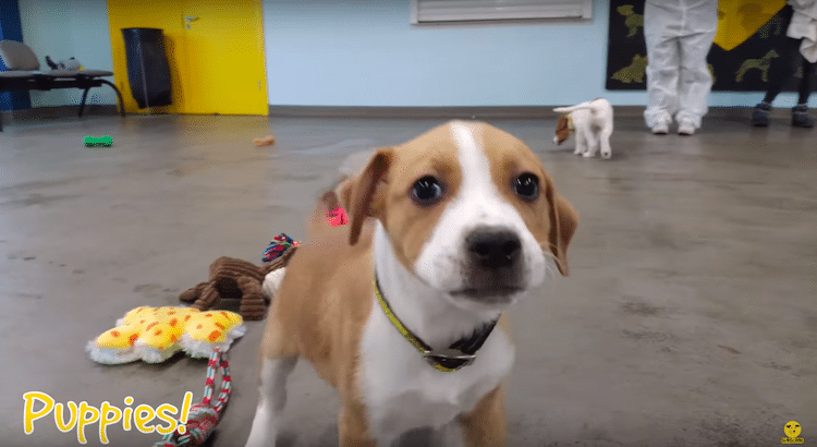 Shelter Dogs in Ireland Pick Their Christmas Gifts