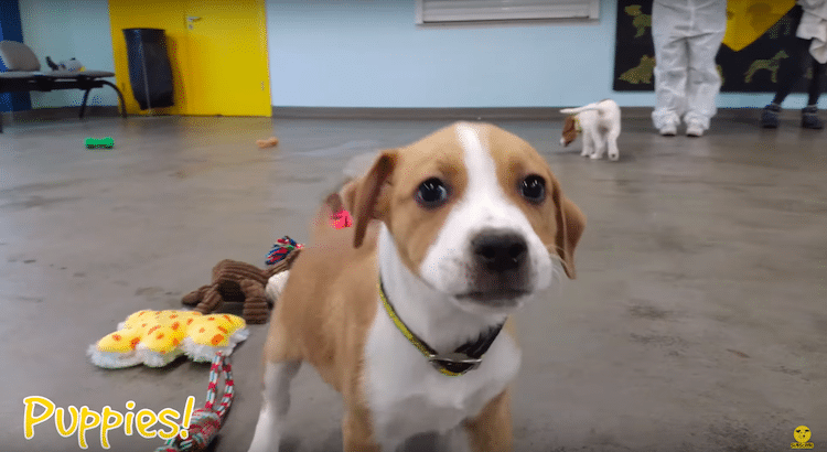 Perros rescatados en Irlanda eligen su propio regalo de Navidad