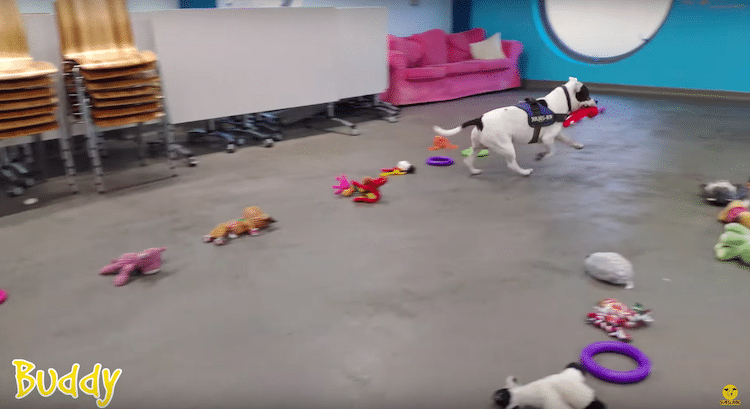 Shelter Dogs in Ireland Pick Their Christmas Gifts