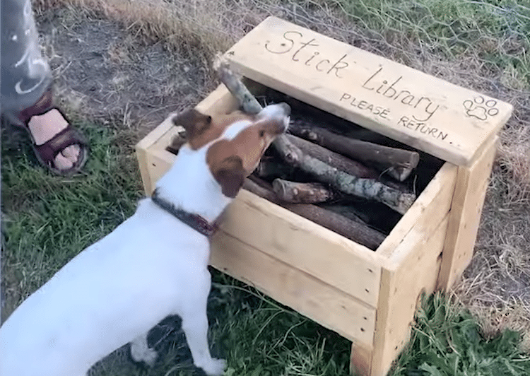 Man Crafts "Stick Library" for the Dogs at His Local Park