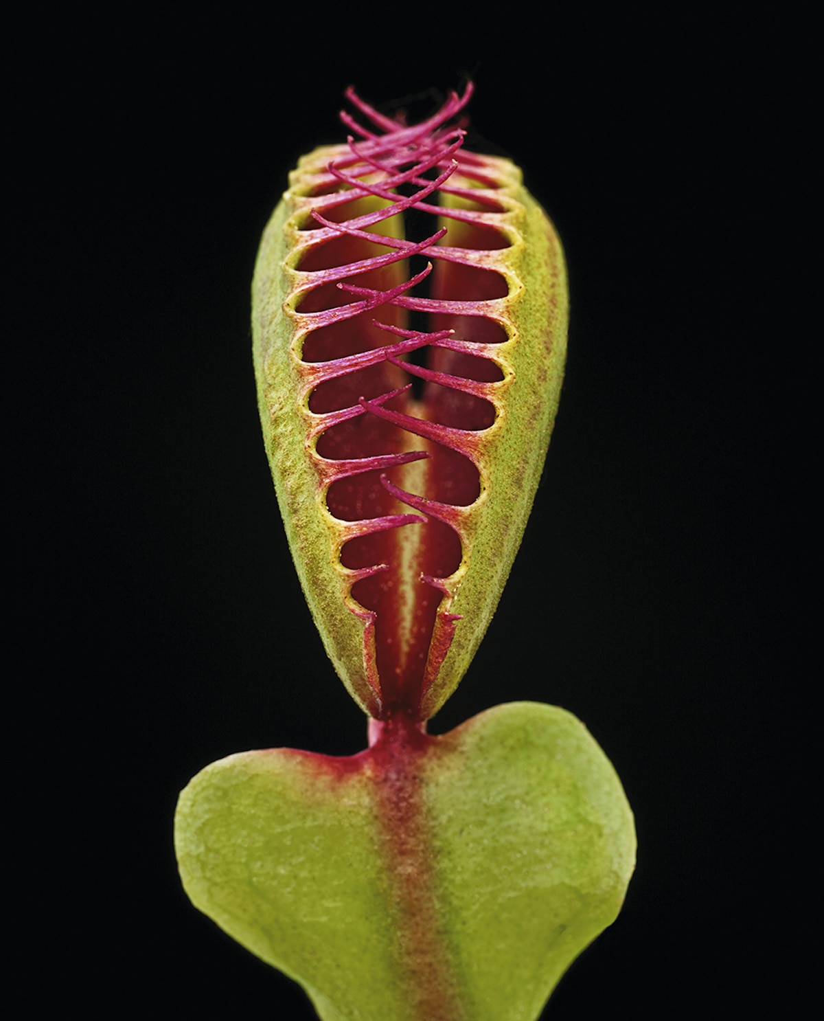 Fotografías macro capturan los detalles de las plantas carnívoras