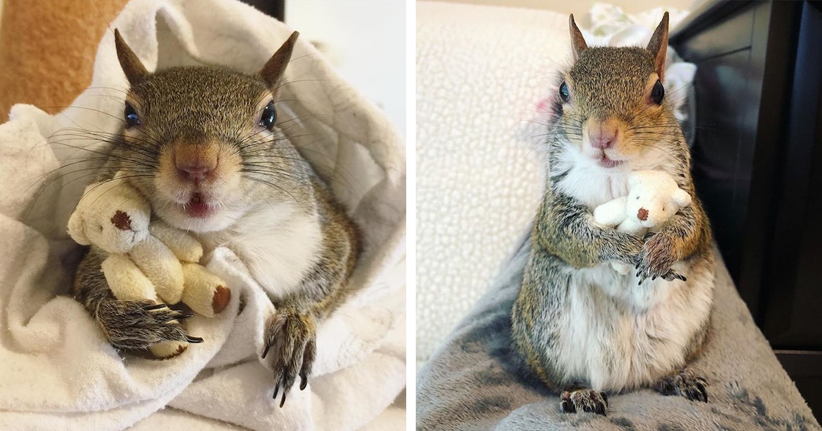 Adorable Squirrel Rescued From Hurricane Becomes Beloved Family Pet