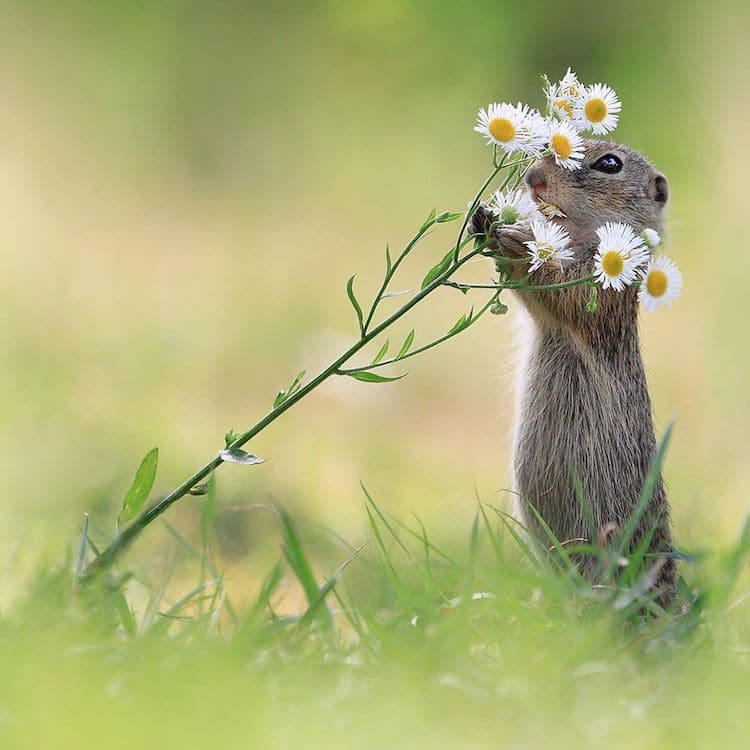 Julian Rad Wildlife Photography