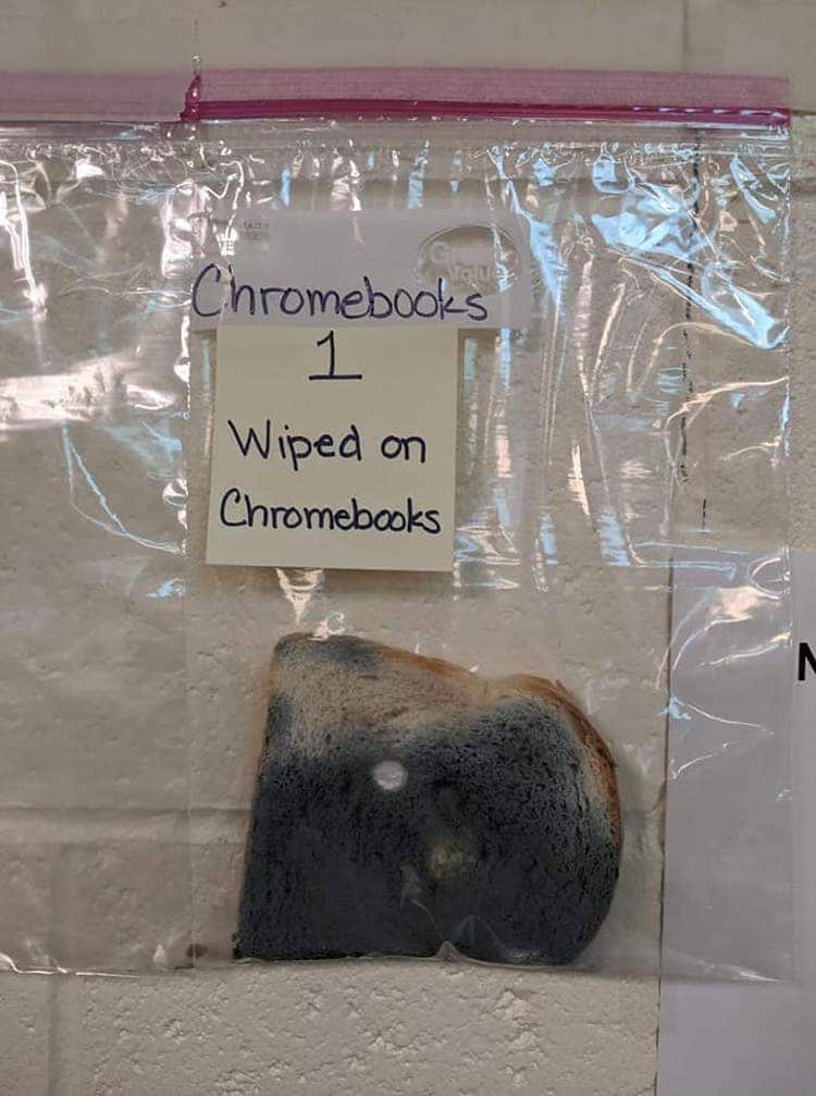 Moldy Bread Science Experiment
