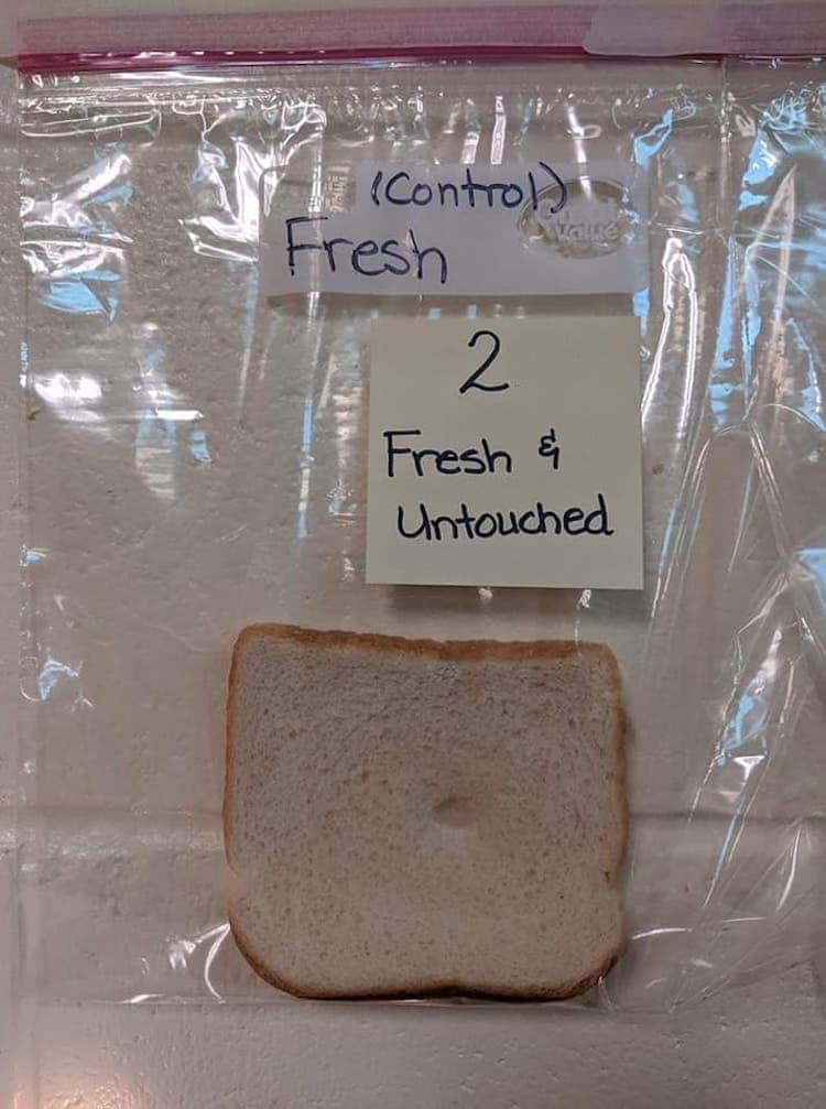 Moldy Bread Experiment - What Makes Mold Grow?