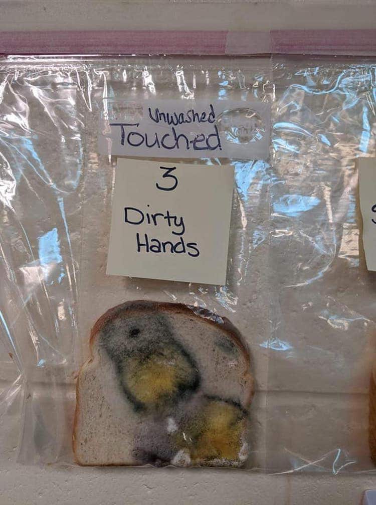 Moldy Bread Science Experiment