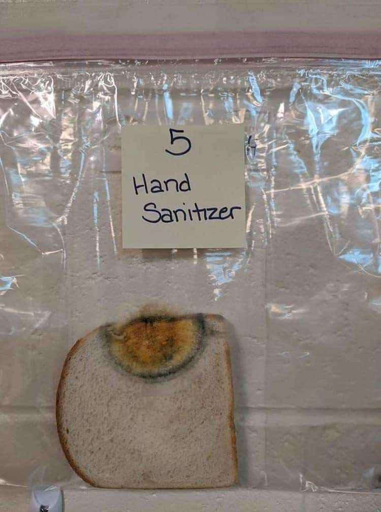 Bread Mold Science Project  Learn About the World of Mold