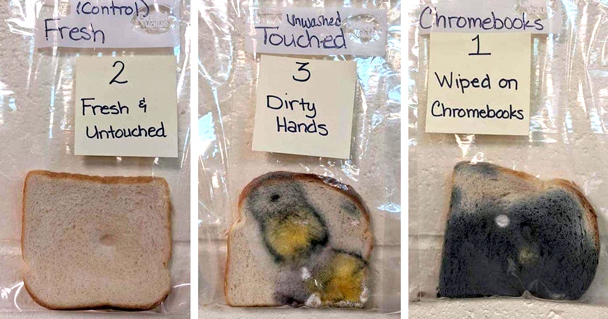 Bread mold experiment teaches the importance of handwashing