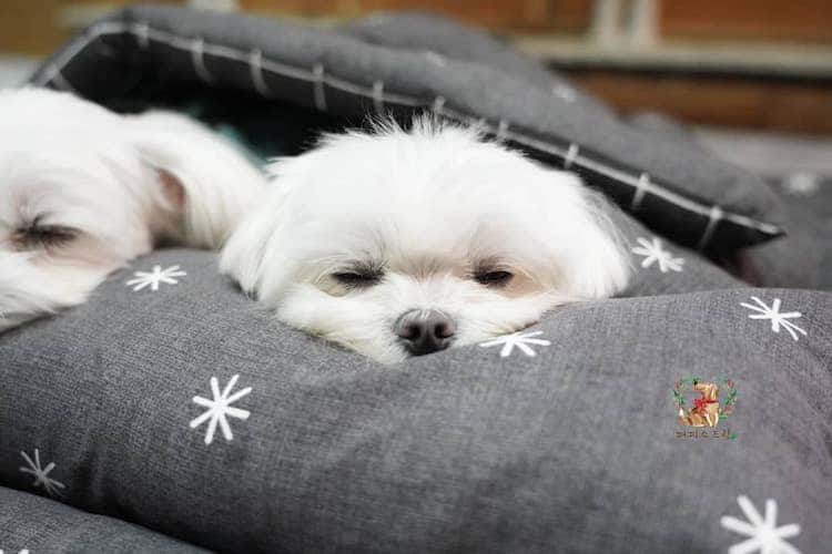 Puppies Napping