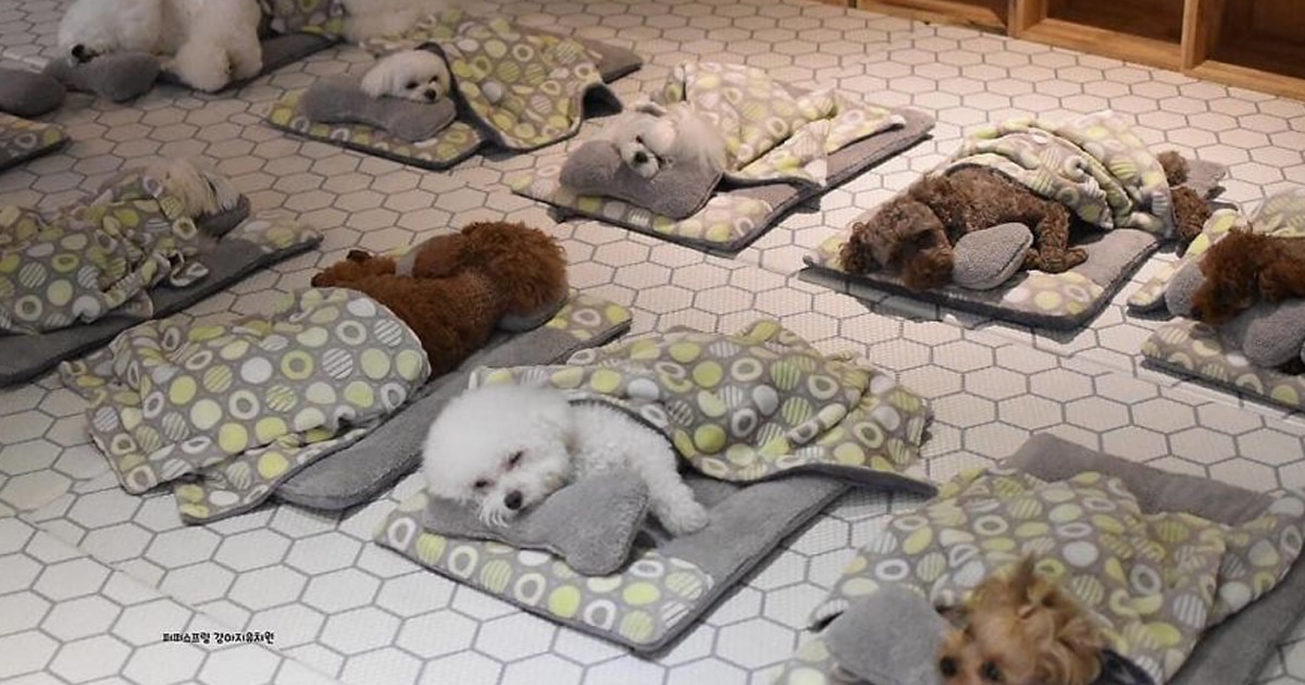 Doggy Daycare Snaps the Most Adorable Photos of Napping