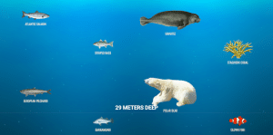 This Fun Website Allows You to Discover the Many Species of the Ocean