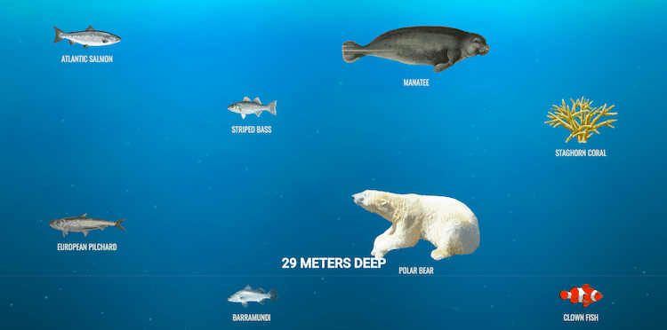 Conoce a los animales que viven en el fondo del mar con este sitio web