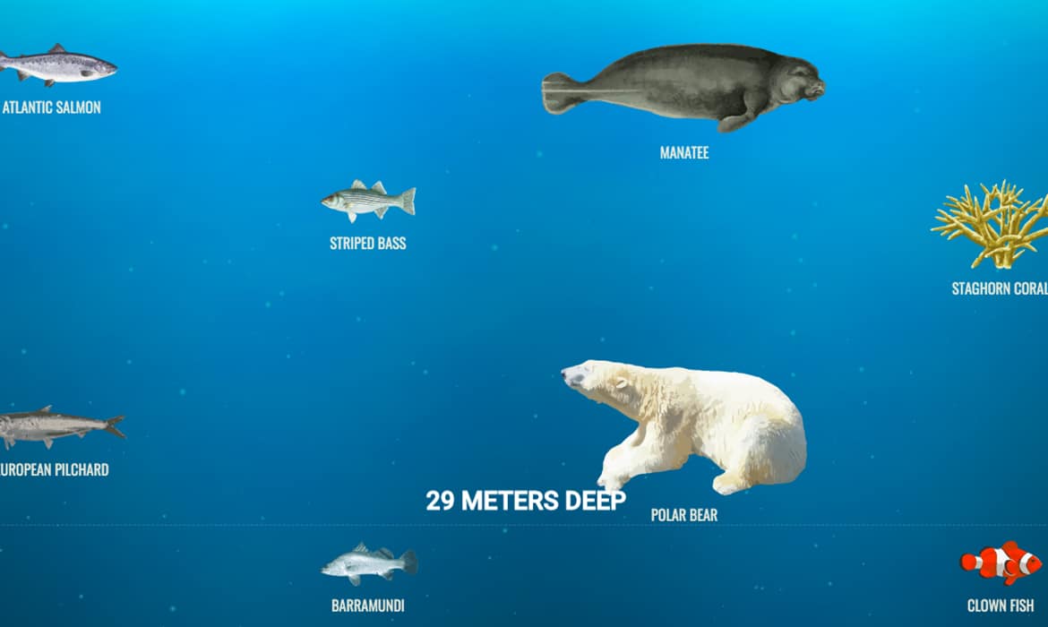 This Fun Website Allows You to Discover the Many Species of the Ocean