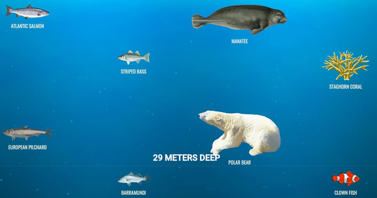 This Fun Website Allows You to Discover the Many Species of the Ocean