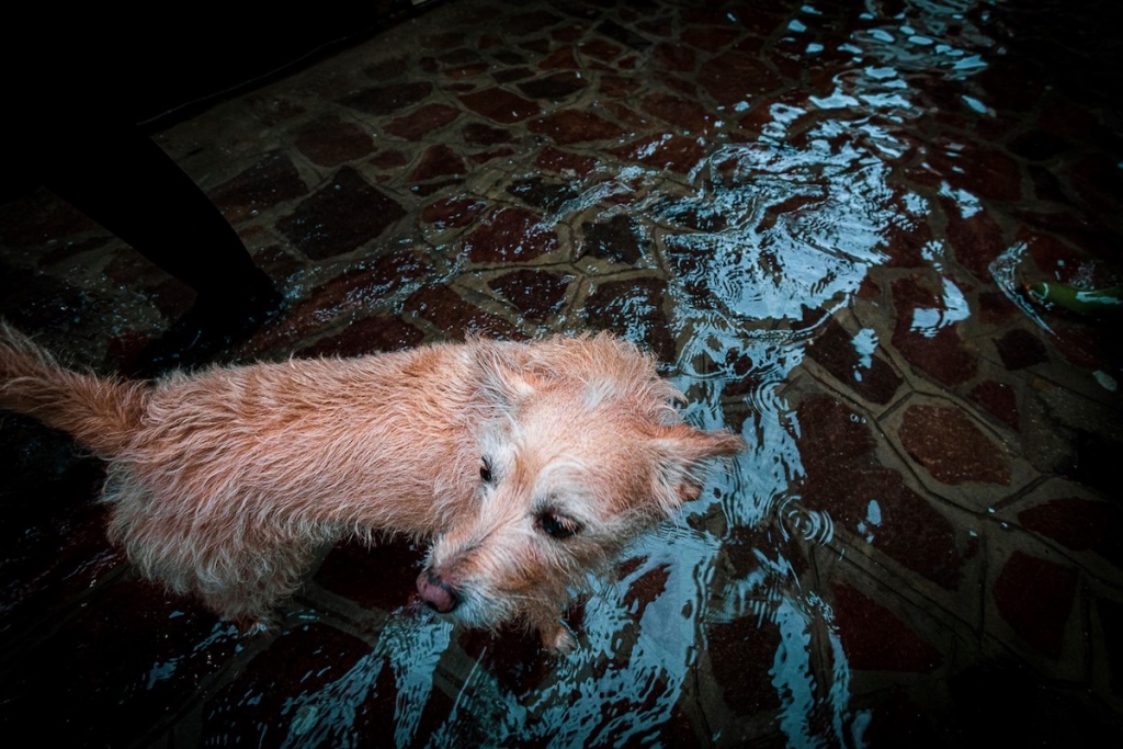 Agua alta en Venecia en noviembre de 2019