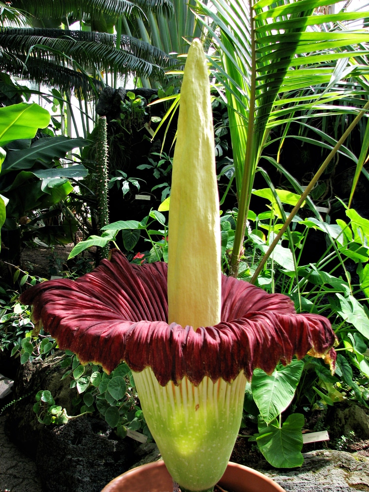 Amorphophallus titanum