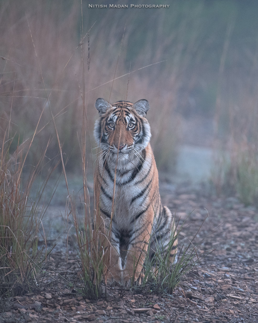 Bengal Tiger at the Ranthambore National Park