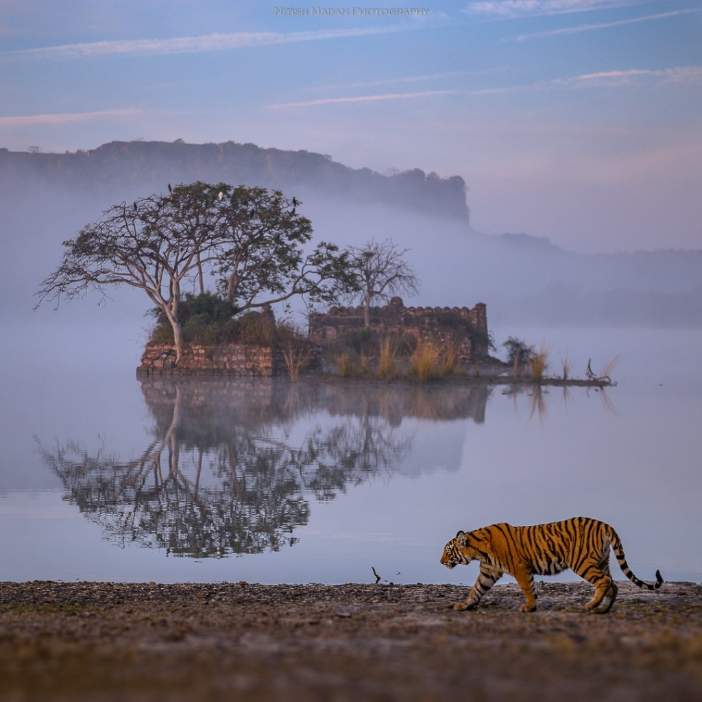 Learn The Story Of Epic Photo Of A Tiger At Ranthambore National Park Learn The Story Of Epic Photo Of A Tiger At Ranthambore National Park