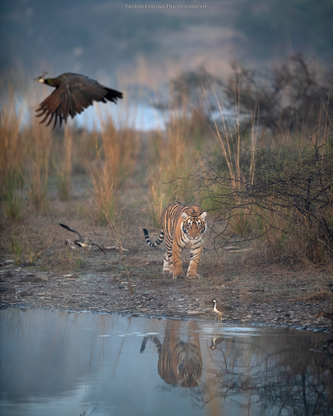 Bengal Tiger at the Ranthambore National Park