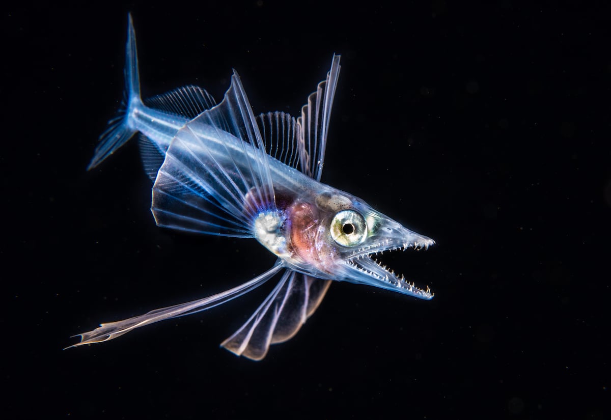 Ocean Art Contest - Underwater Photography