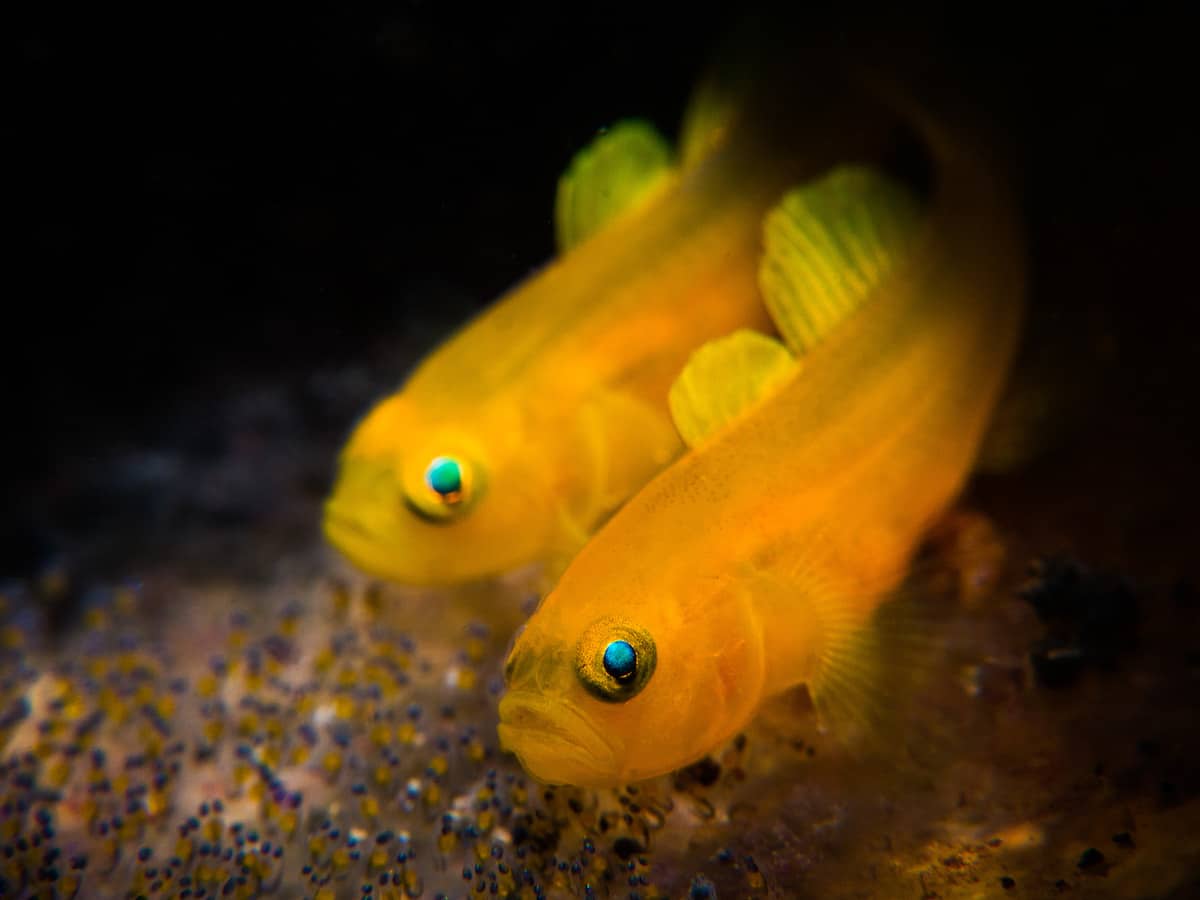 Portrait of Two Lemon Goby Fish