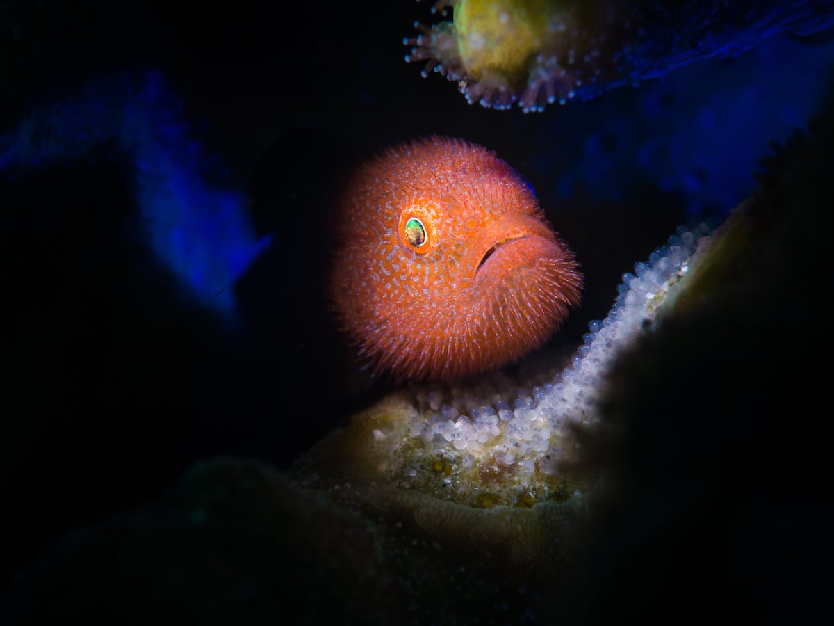 Portrait of Ponda Goby Fish