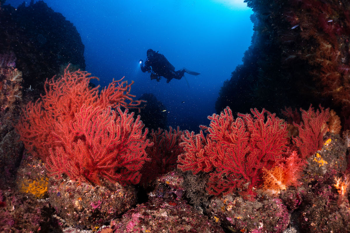 Underwater Wide Angle Photography