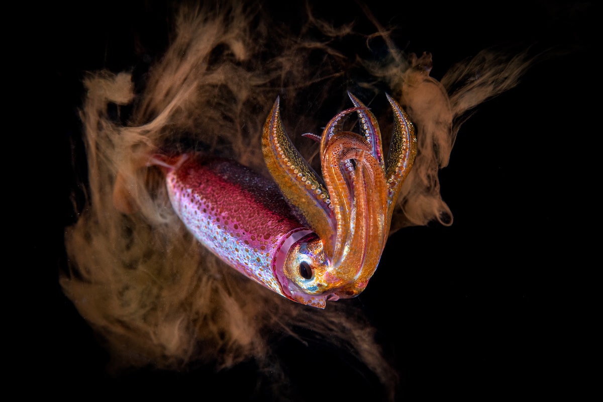 Blackwater Photo of a Squid