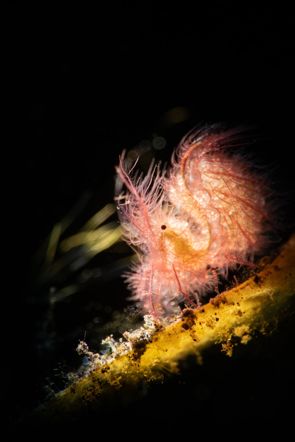 Macro Photo of a Hairy Shrimp