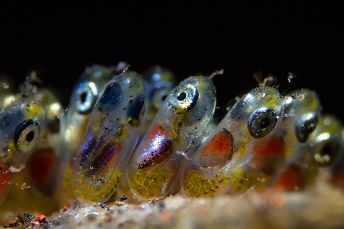 Supermacro Photo of Clownfish Eggs