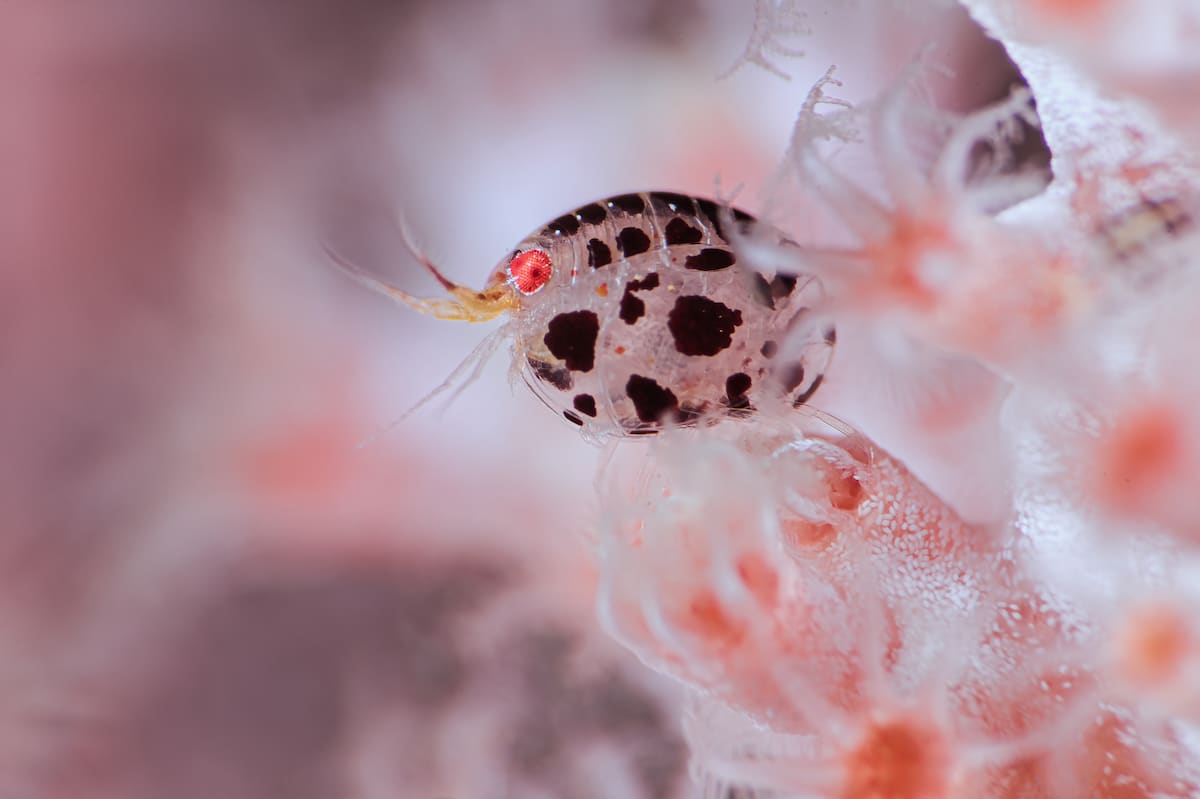 Award-Winning Underwater Photography