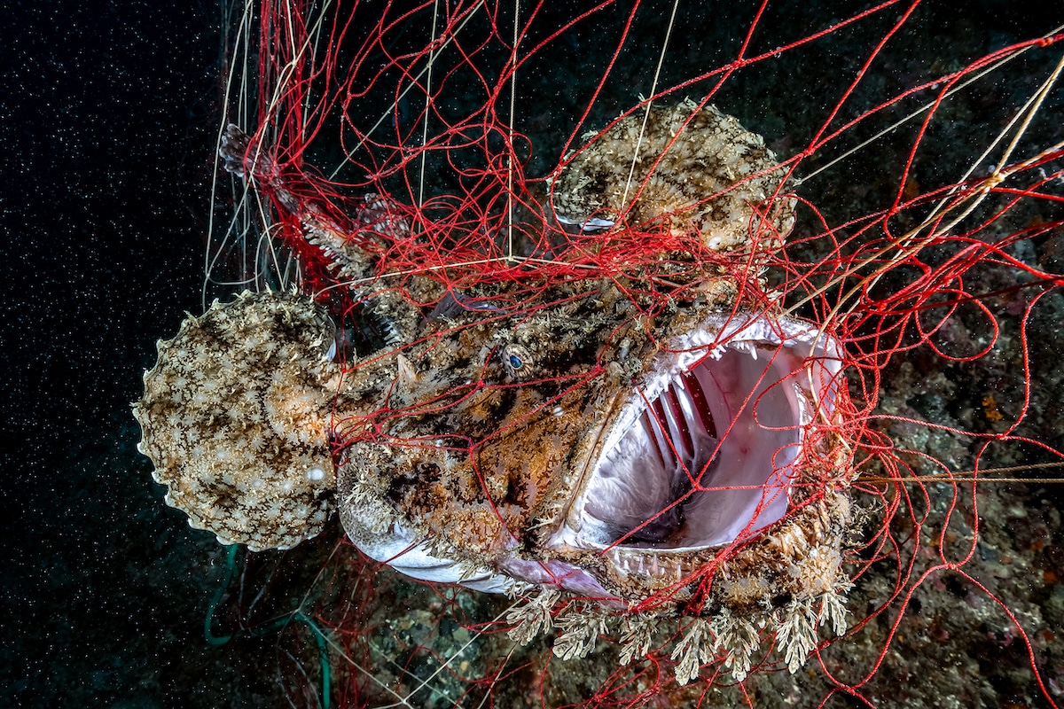 Fish Trapped in a Net Underwater