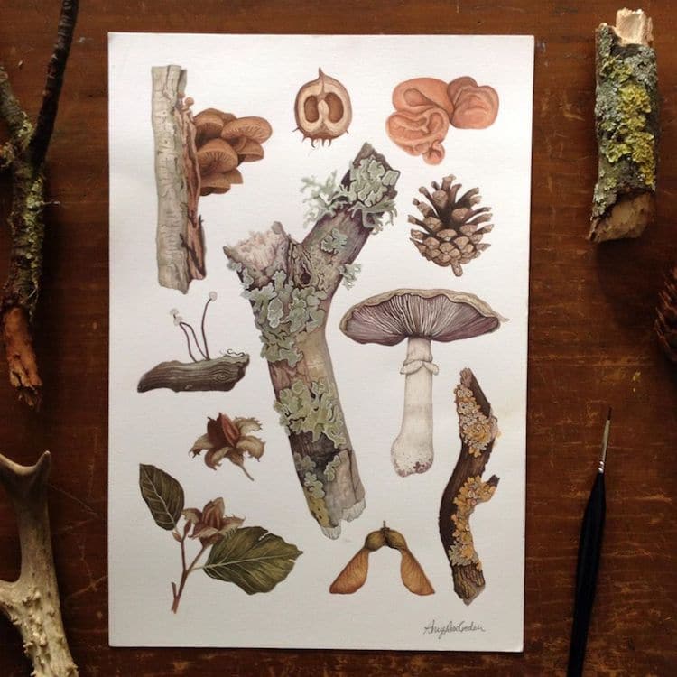 Amy Rose Geden Botanical Prints