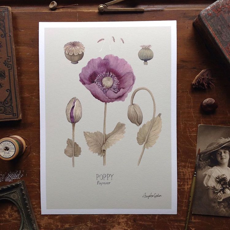 Amy Rose Geden Botanical Prints