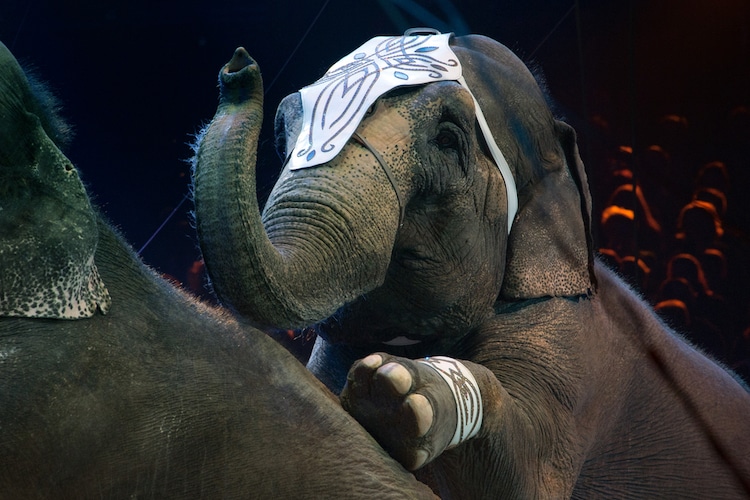 Denmark Buys Last Remaining Circus Elephants