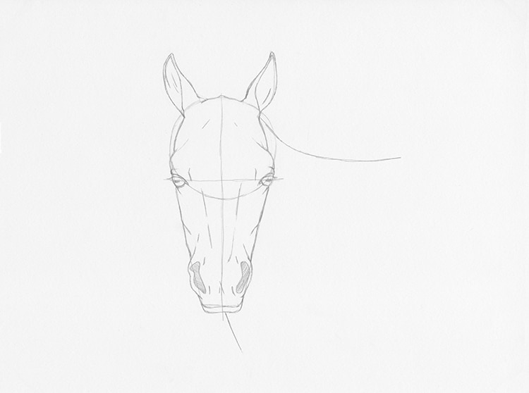 How to Draw a Horse Head Front View 