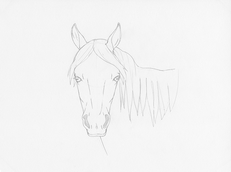 Horse's Head, Drawing From The Front View - Horse Head Front View