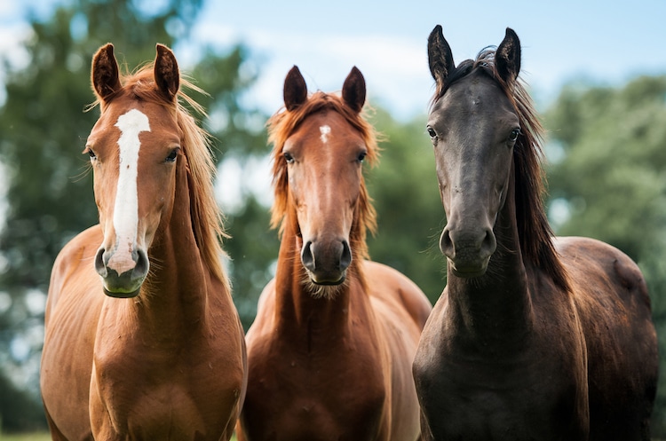 Aprende a dibujar una cabeza de caballo desde 3 ángulos diferentes