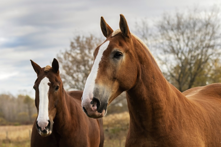 How To Draw Horse Heads From The Front - Tutorial! 