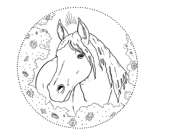 Freehand Horse Head Pencil Drawing Illustration 40329474 - Megapixl