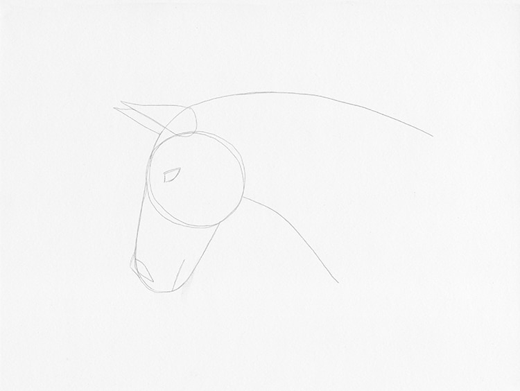 cabeza caballo dibujo