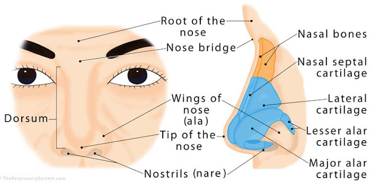 Nose Diagram
