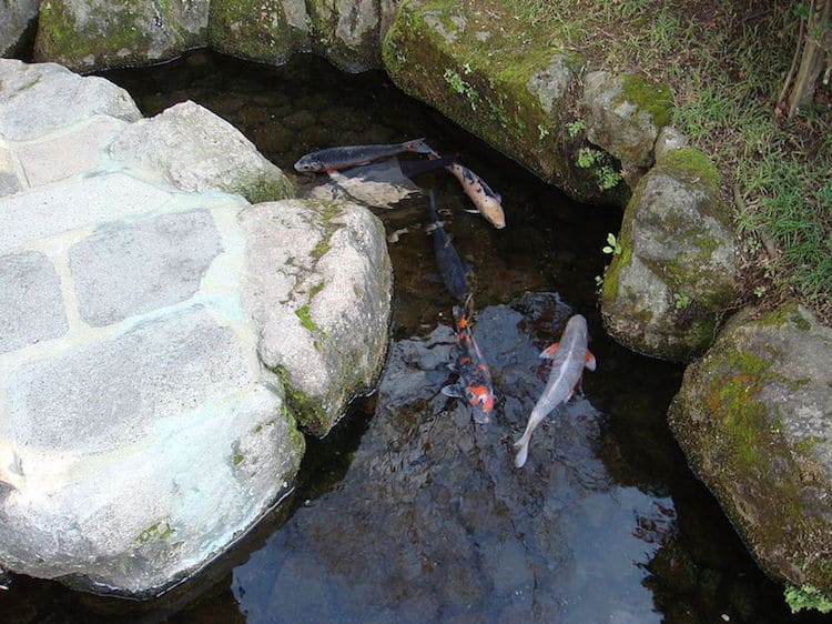 Koi Fish Swim in Drainage Canals Shimabara Japan