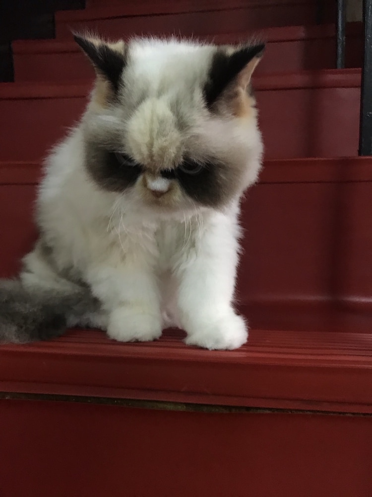 Meow Meow, el nuevo gato enojado de Internet
